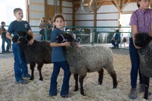 Garden State Sheep and Fiber Festival @ Hunterdon County Fairgrounds