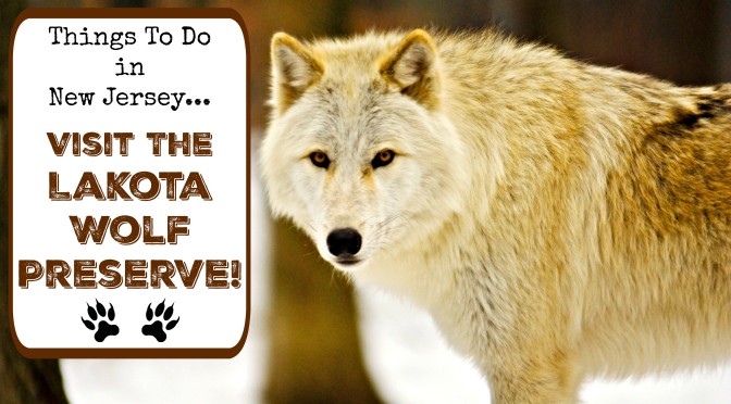 Visit the Lakota Wolf Preserve!